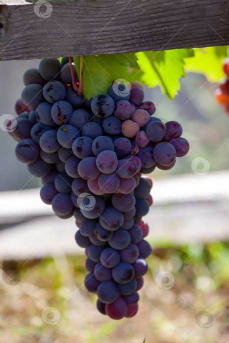Скачать пурпурно-красный виноград с зелеными листьями фотосток Ozero