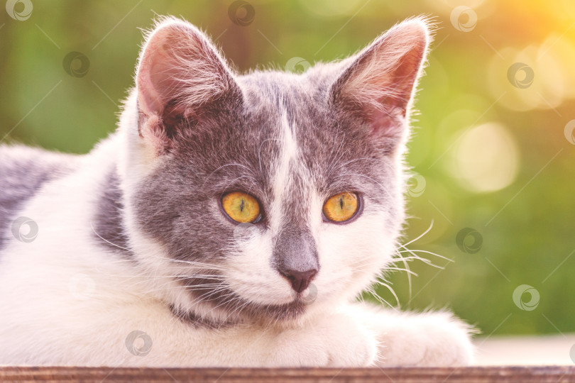 Скачать Портрет серо-белого котенка с ярко-оранжевыми глазами, освещенный солнечным светом, на фоне зеленых растений в боке (тонированный) фотосток Ozero