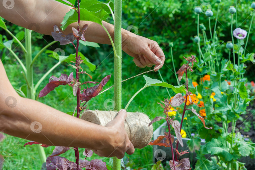 Скачать женские руки подвязывают растения, работают в саду фотосток Ozero