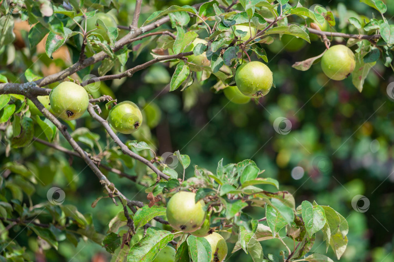 Скачать зеленые яблоки созревают на дереве фотосток Ozero