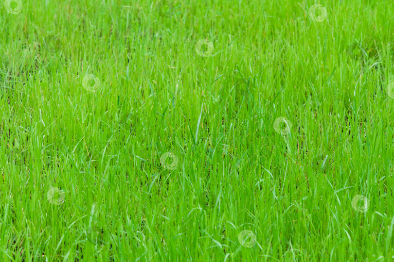 Скачать зеленая трава как текстура, фон фотосток Ozero