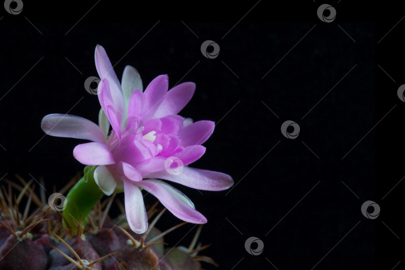 Скачать Розовый цветок кактуса gymnocalycium damsii фотосток Ozero