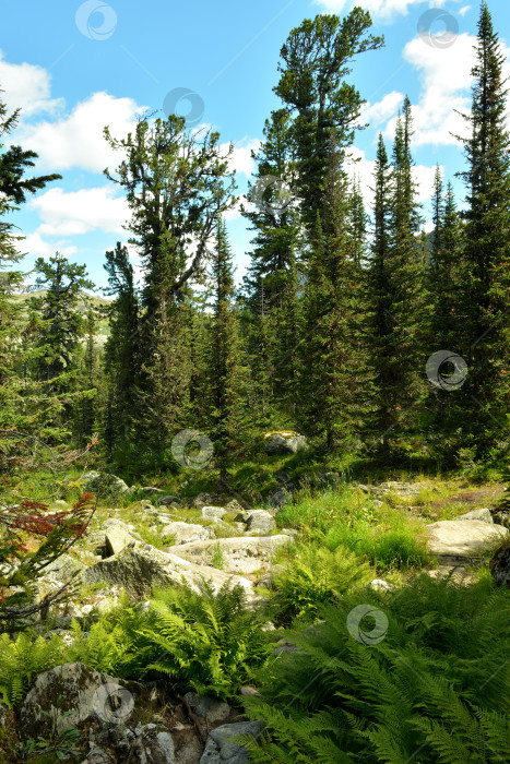 Скачать Заросли папоротника и высокий кедровый лес на маленькой каменистой поляне в солнечный летний день. фотосток Ozero