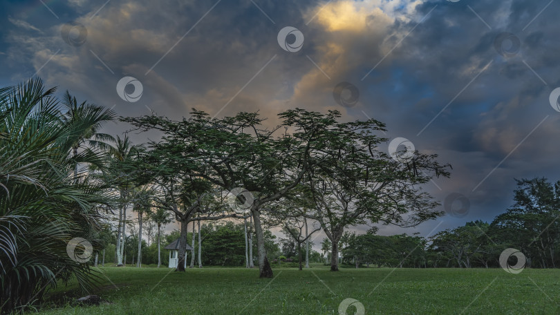 Скачать Вечер в тропическом парке. Раскидистые лиственные пальмы растут на ухоженной зеленой лужайке. фотосток Ozero