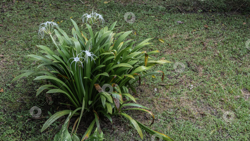 Скачать Красивое тропическое растение hymenocallis littoralis пляжная паутинная лилия фотосток Ozero