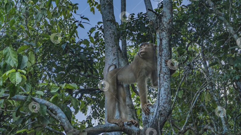 Скачать Короткохвостая обезьяна Macaca arctoides фотосток Ozero