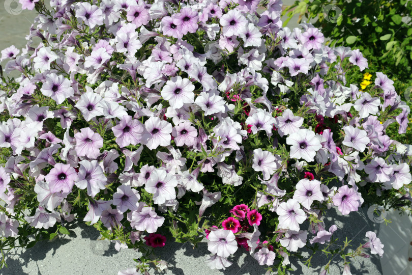 Скачать в большом цветочном горшке, стоящем на тротуаре, цветет шикарный куст разновидности петунии (калиброхоа) фотосток Ozero