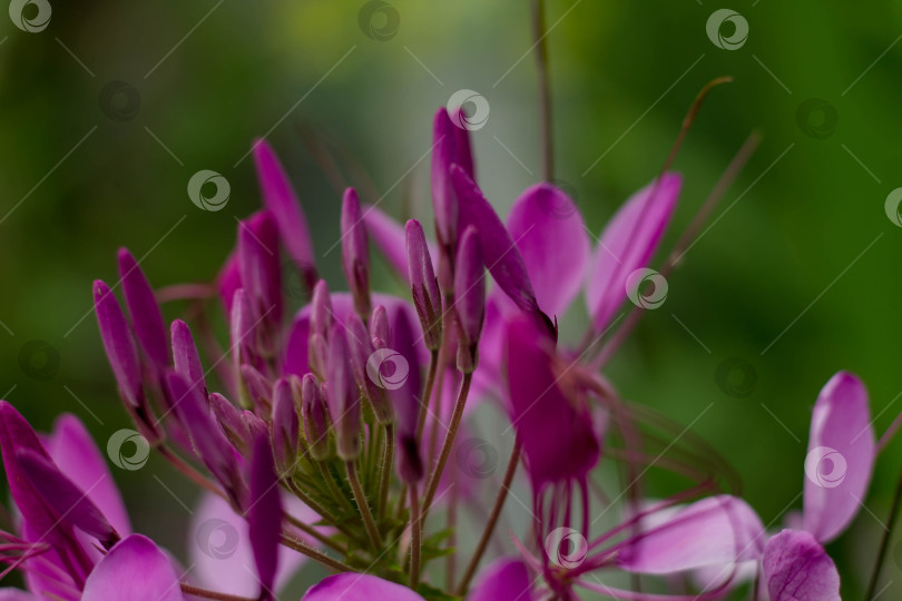 Скачать Клеома хасслериана (Cleome hassleriana) Необычные растения. Лепестки сирени на цветке. фотосток Ozero