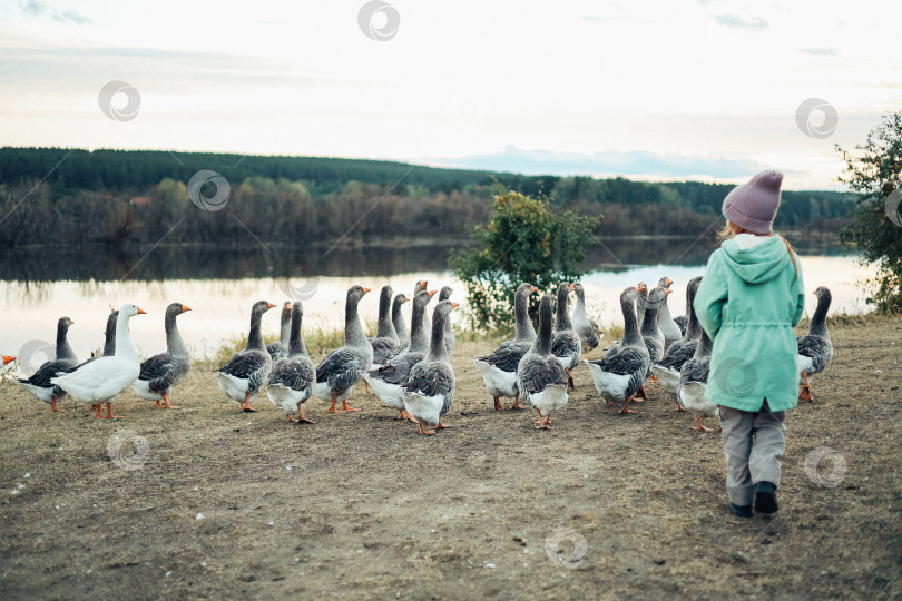 Скачать Ребенок и гуси фотосток Ozero