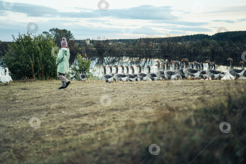 Скачать ребенок с гусями фотосток Ozero