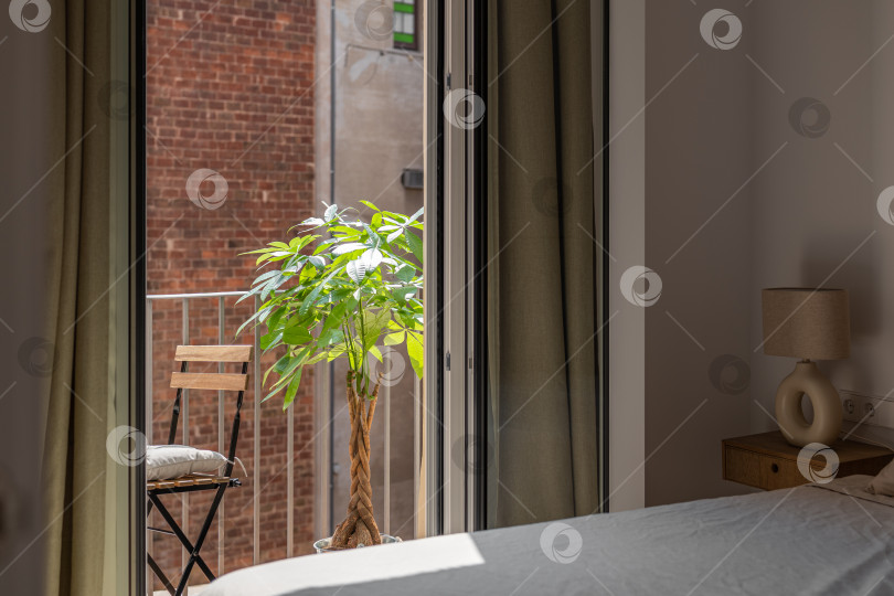 Скачать Комнатное растение на солнечной террасе, вид из окна спальни фотосток Ozero