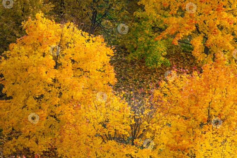 Скачать Осенние деревья, вид сверху фотосток Ozero