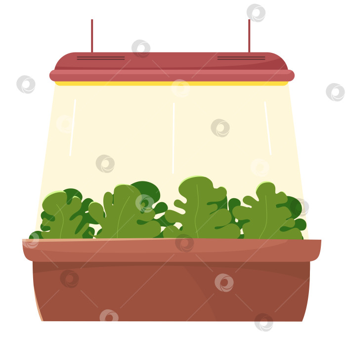 Скачать Выращивание салата-латука под лампой. фотосток Ozero