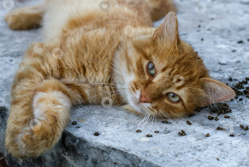 Скачать Портрет рыжего кота. фотосток Ozero