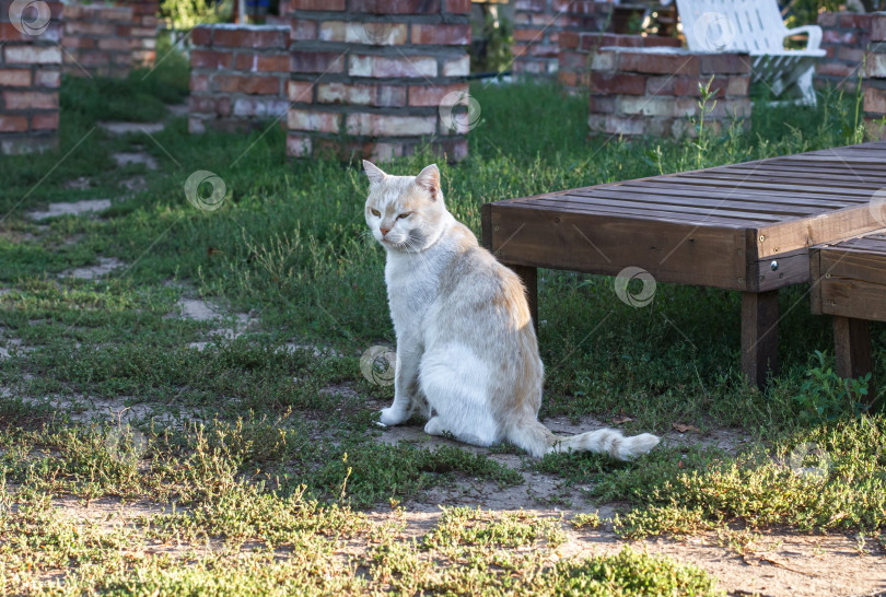 Скачать Матёрый деревенский котяра. фотосток Ozero