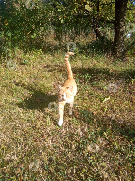 Скачать Рыжий деревенский кот фотосток Ozero