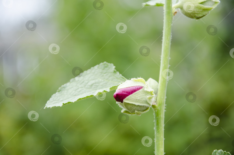 Скачать Цветок мальвы в саду, фотография крупным планом фотосток Ozero