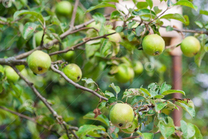 Скачать зеленые яблоки созревают на дереве фотосток Ozero