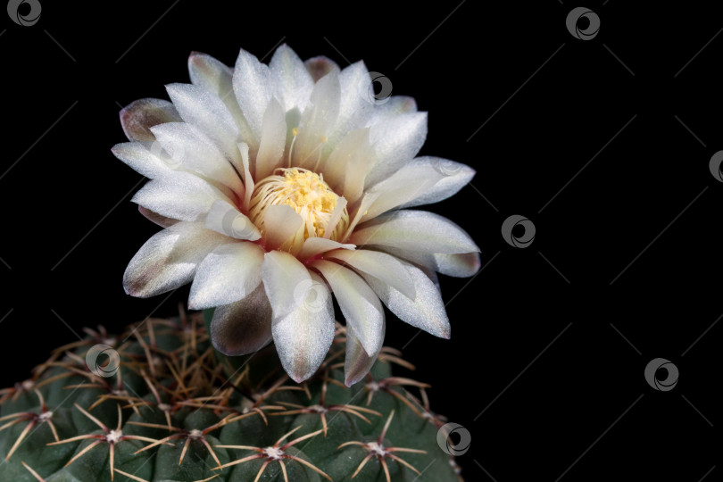 Скачать Цветок кактуса gymnocalycium quehlianum (место для копирования) фотосток Ozero