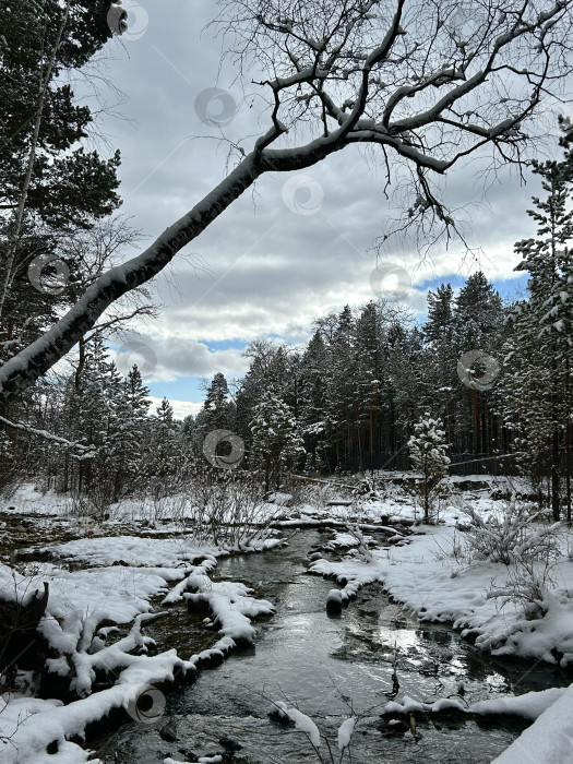 Скачать Ручей в лесу фотосток Ozero