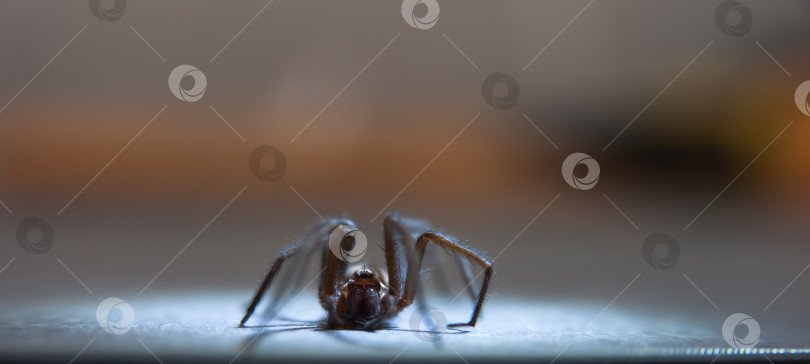 Скачать Домашний паук Tegenaria domestica - это вид пауков из семейства паутинных воронкообразных (Agelenidae), близкий родственник американского домашнего паука Tegenaria agrestis. фотосток Ozero