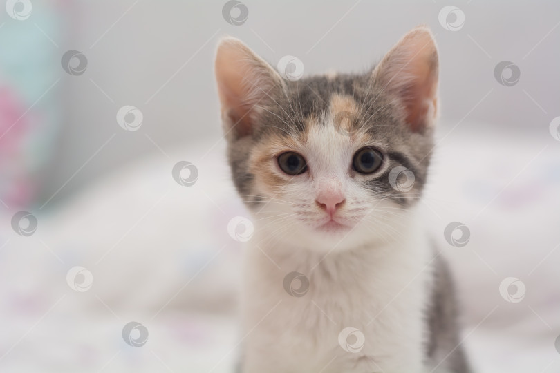 Скачать котенок трехцветный, месячный от роду, игриво позирует на камеру фотосток Ozero