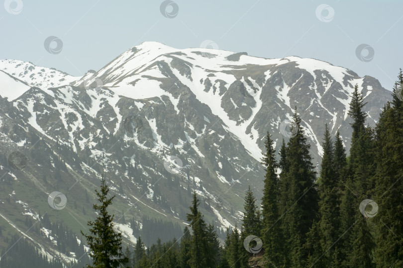 Скачать Еловые вершины, горный лес на фоне заснеженных скал. фотосток Ozero