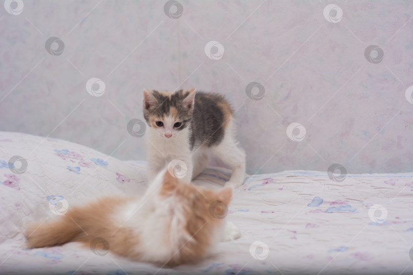 Скачать котята разных окрасов играют друг с другом фотосток Ozero