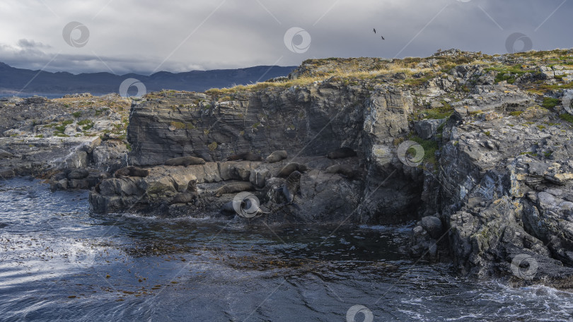 Скачать Морские львы отдыхают, лежа на скалистом островке в проливе Бигль. фотосток Ozero
