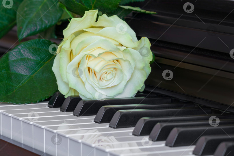 Скачать нежно-бело-зеленая роза на клавишах пианино фотосток Ozero