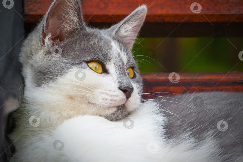 Скачать Портрет серо-белого котенка с ярко-оранжевыми глазами, лежащего на деревянной скамейке фотосток Ozero