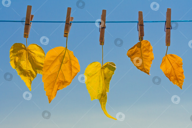 Скачать желтые листья, подвешенные на прищепке на фоне голубого неба и солнца (концепция) фотосток Ozero