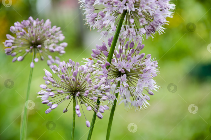 Скачать Групповой цветок аллиума гигантского (Allium giganteum) фотосток Ozero