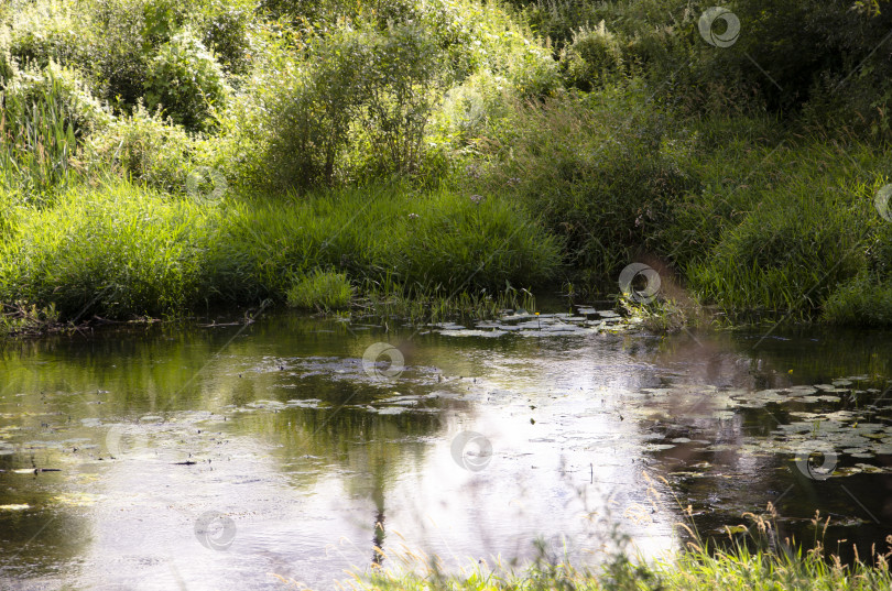 Скачать Речной пейзаж с зеленой травой и отражениями деревьев в воде. фотосток Ozero