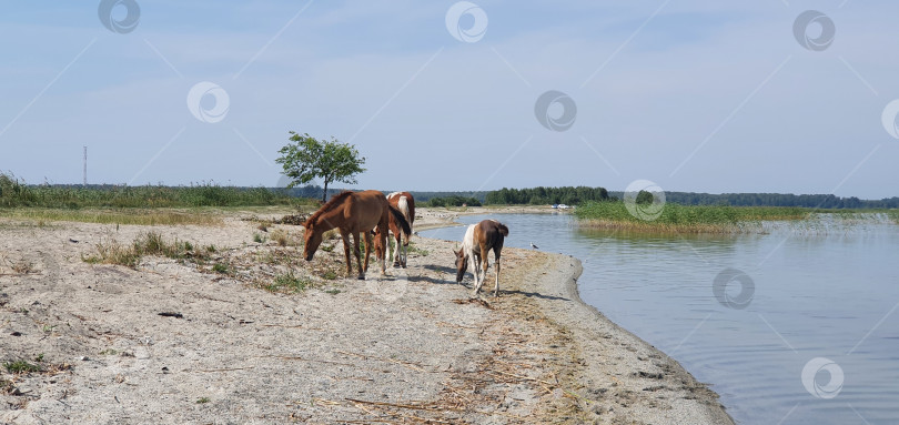 Скачать Лошади пришли на водопой на озеро фотосток Ozero