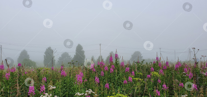 Скачать Туманный пейзаж леса с полем из иванчая фотосток Ozero