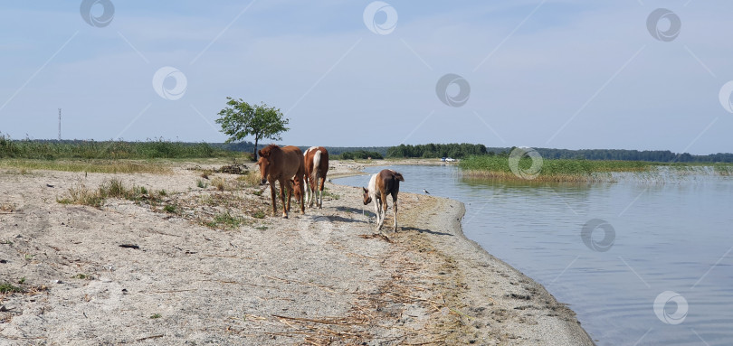 Скачать Лошади пришли на водопой на озеро фотосток Ozero