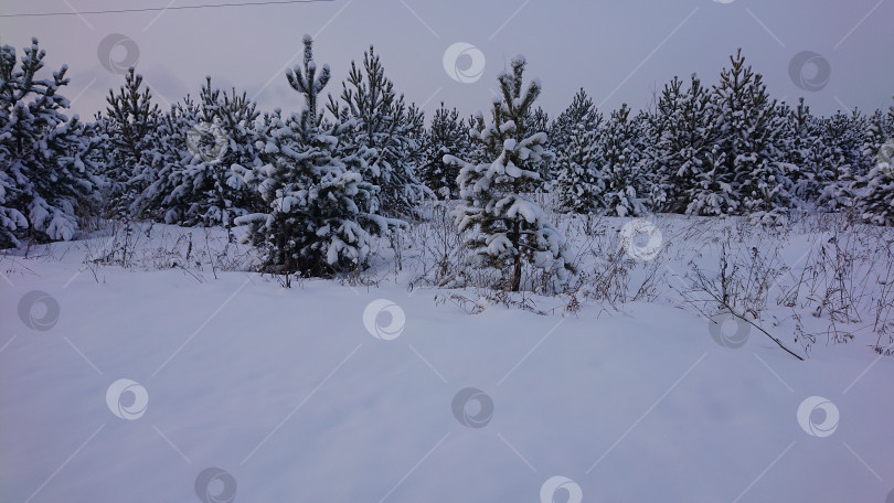 Скачать Красивые заснеженные елки фотосток Ozero