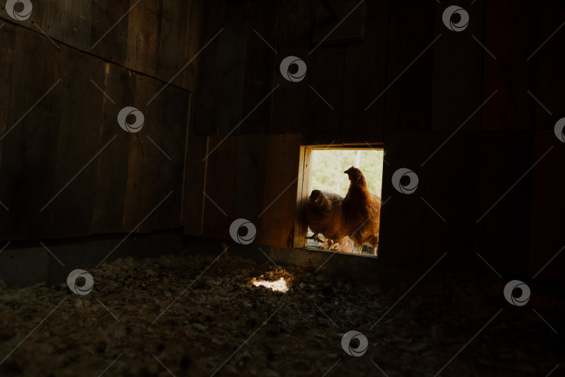 Скачать Две рыжие курицы у входа в маленький курятник на сельской ферме фотосток Ozero