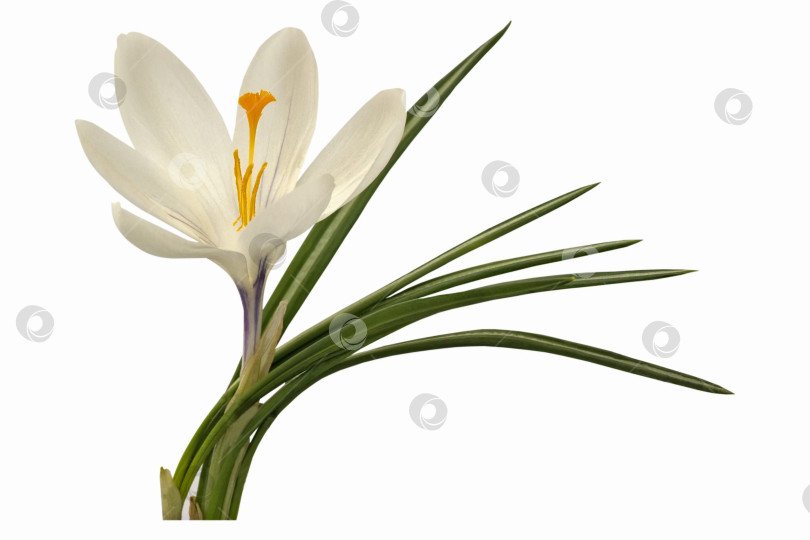 Скачать Белый цветок крокуса, выделенный на белом фоне фотосток Ozero