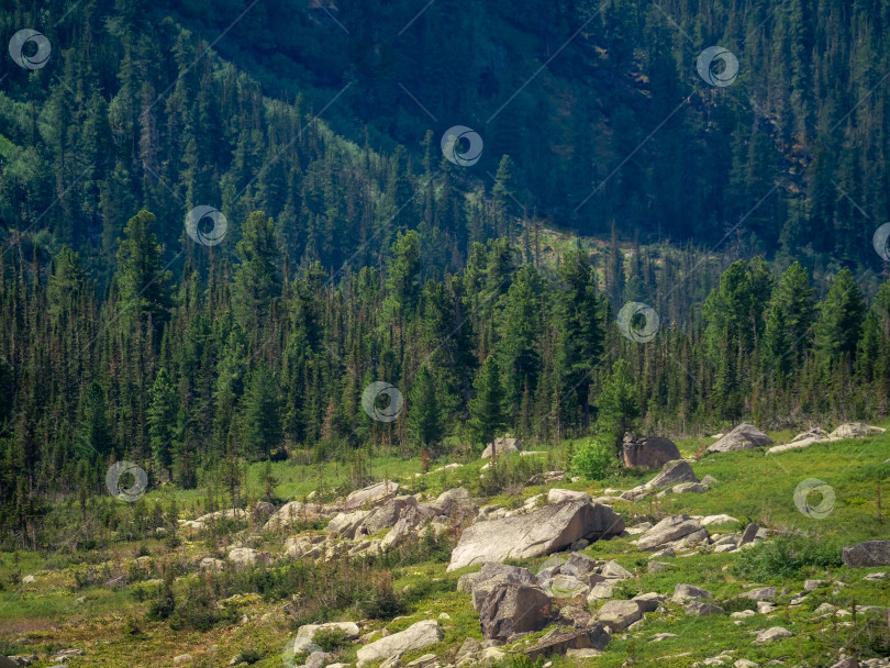 Скачать Большой лесной массив в горной долине. фотосток Ozero