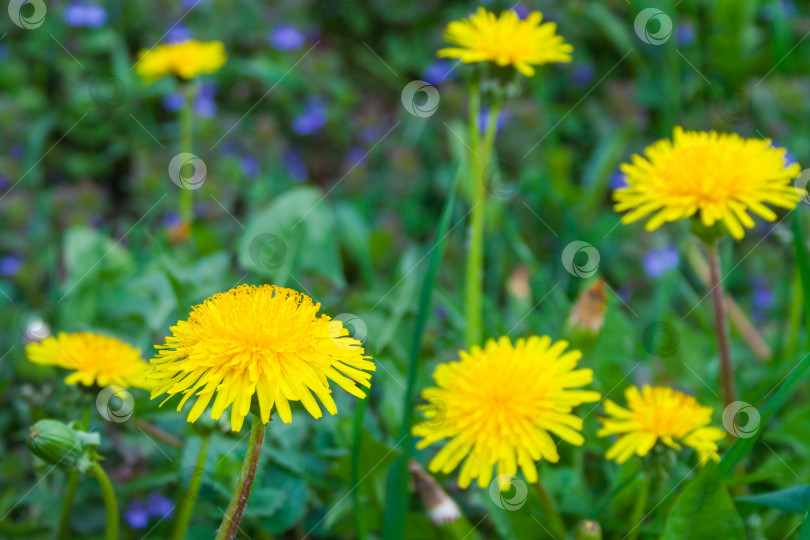 Скачать Крупный план распускающихся желтых цветов одуванчика фотосток Ozero