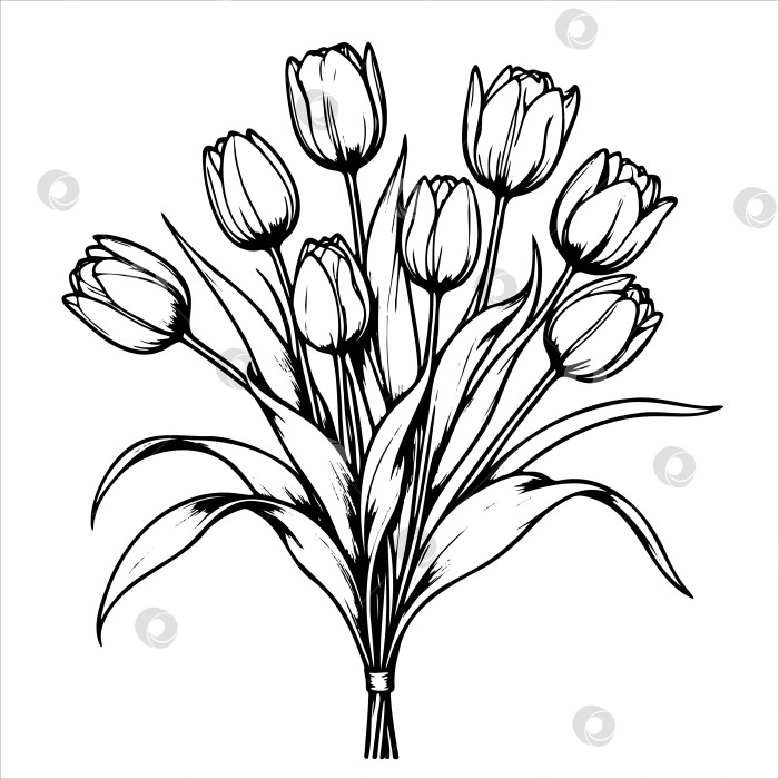 Скачать букет из белых тюльпанов выполнен в черно-белых тонах фотосток Ozero