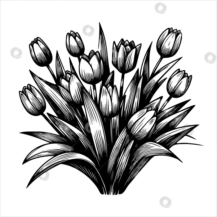 Скачать Черно-белый рисунок с букетом тюльпанов фотосток Ozero
