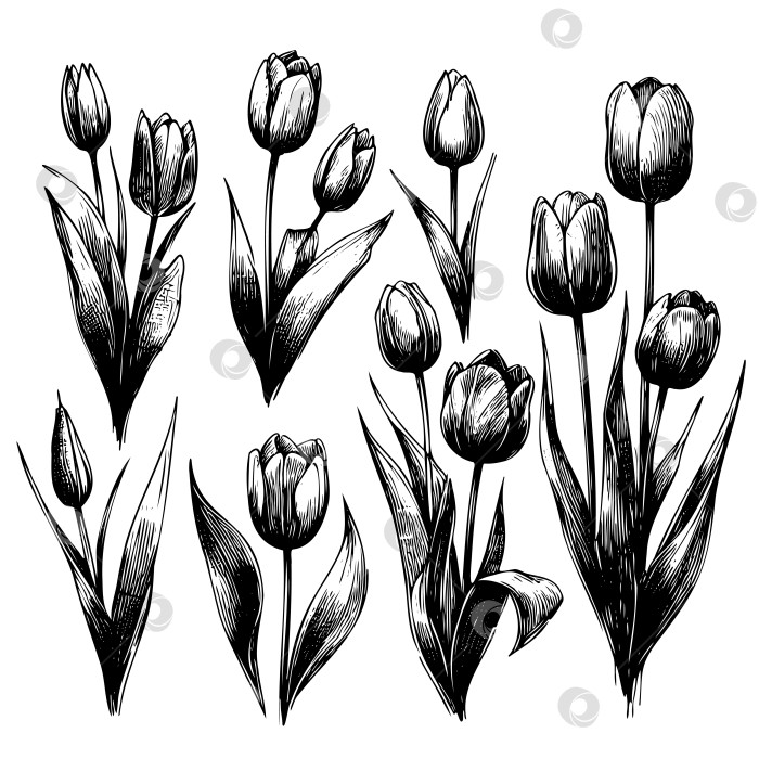 Скачать Набор черно-белых рисунков тюльпанов фотосток Ozero