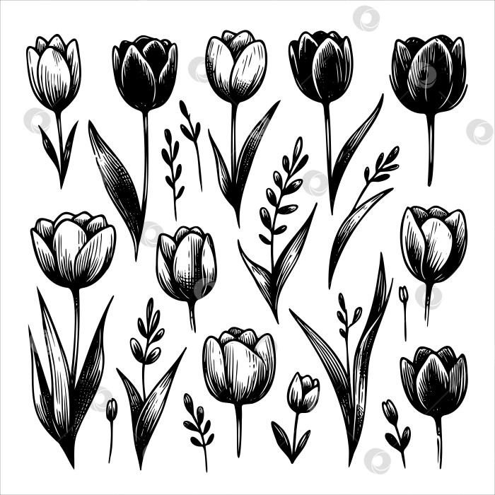 Скачать коллекция черно-белых цветов со стеблями и листьями фотосток Ozero