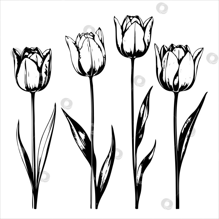 Скачать Четыре тюльпана нарисованы черным по белому фотосток Ozero