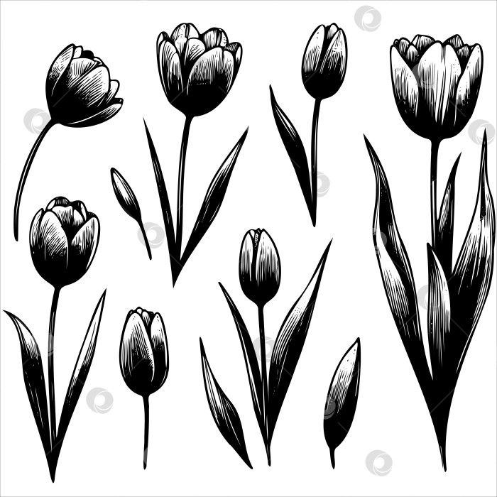 Скачать Набор черных и белых цветов на стеблях фотосток Ozero