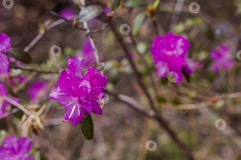 Скачать Розовые цветы рододендрона распускаются в весеннем саду фотосток Ozero