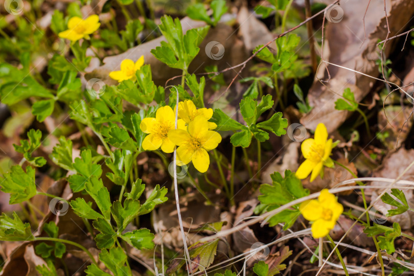 Скачать Желтые цветки ветреницы (Anemone ranunculoides) ранней весной фотосток Ozero